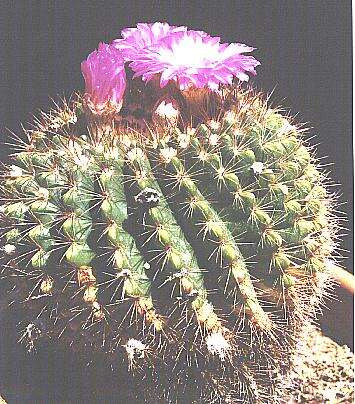 Image of Parodia herteri (Werderm.) N. P. Taylor