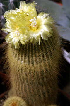 Image of Parodia lenninghausii (F. Haage) F. H. Brandt ex Eggli & Hofacker