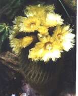 Image of Parodia lenninghausii (F. Haage) F. H. Brandt ex Eggli & Hofacker