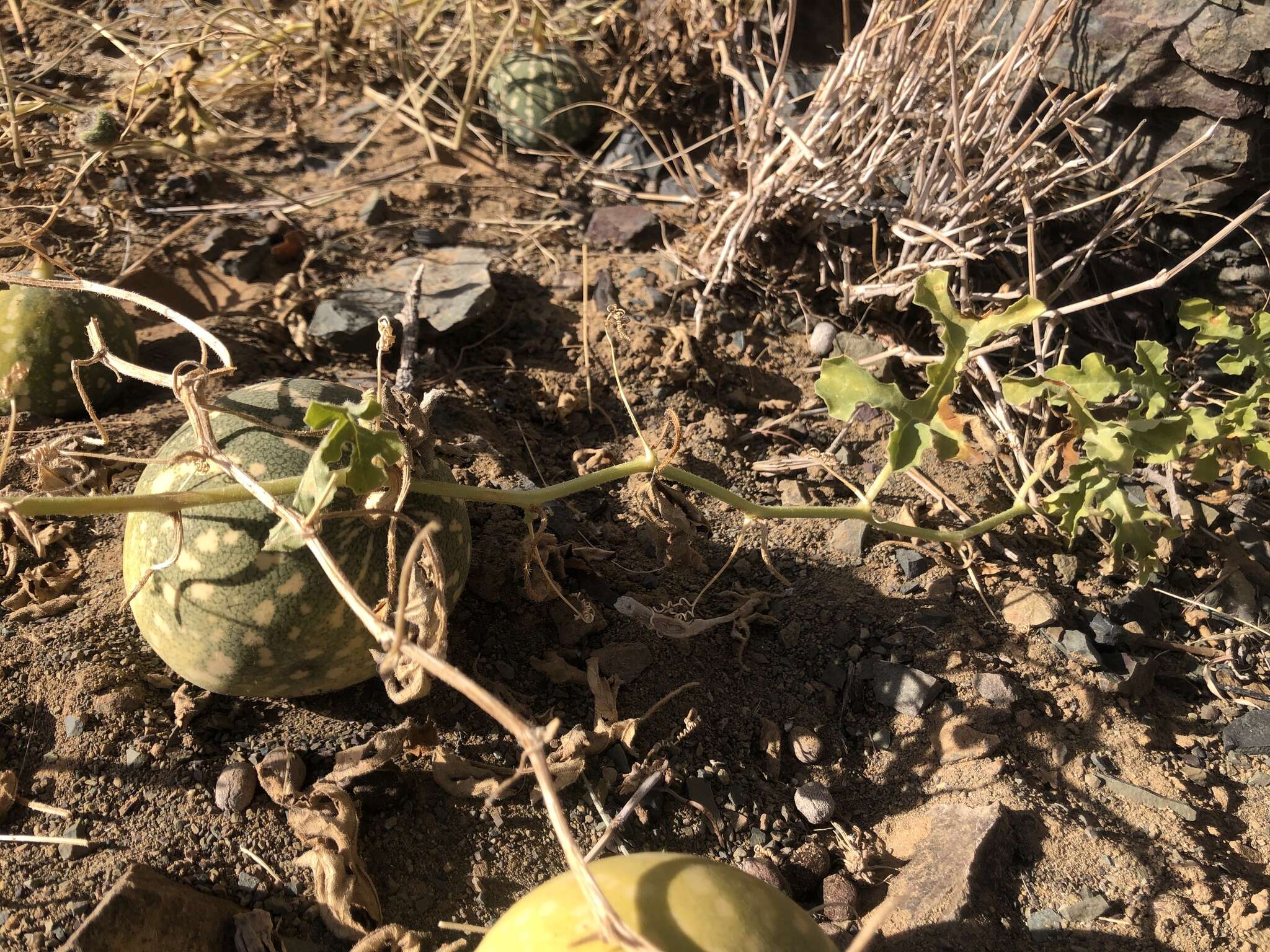 Image of Desert Vines