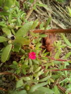 Image of Paraguayan purslane