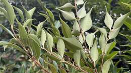 Image de Syzygium acuminatissimum (Bl.) DC.