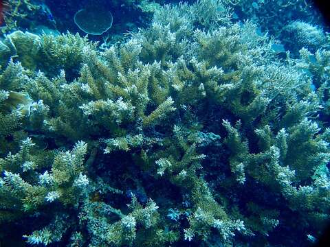 Слика од Acropora echinata (Dana 1846)