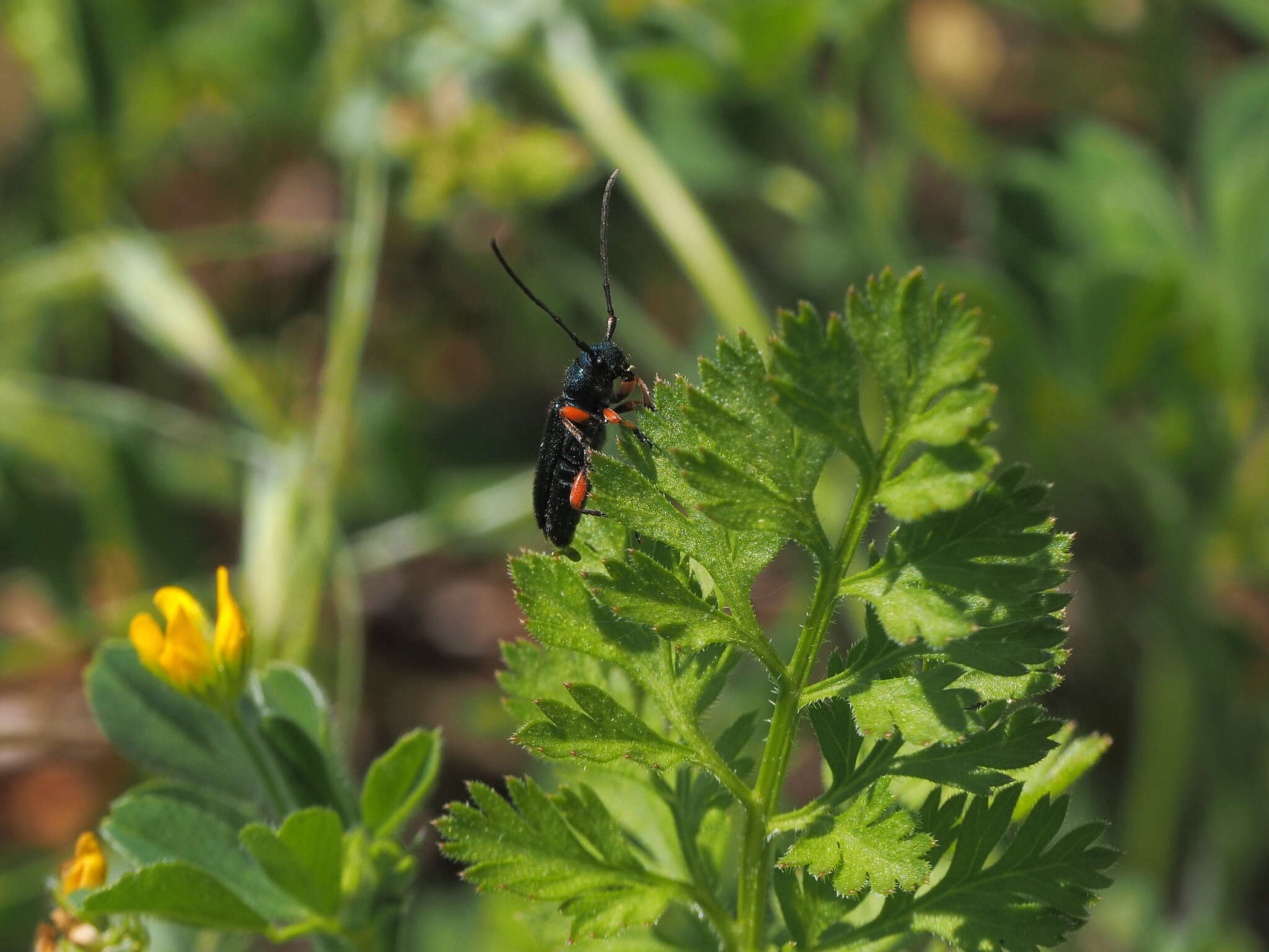 Слика од Phytoecia (Helladia) millefolii (Adams 1817)