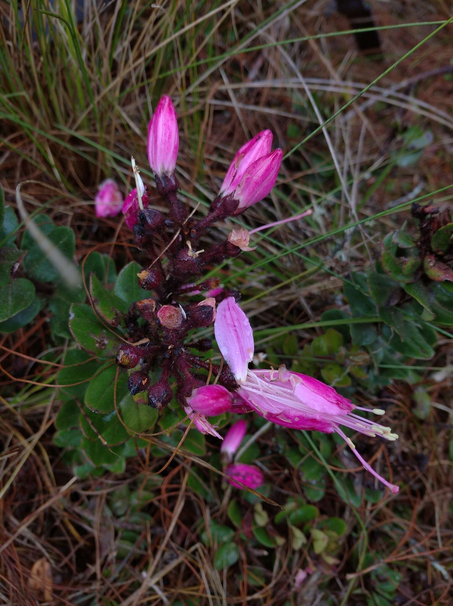 Image of Bejaria mathewsii Field. & Gardn.