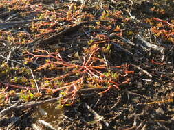 Image of common purslane