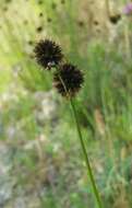 Image of Juncus valvatus Link