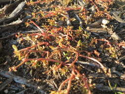 Image of common purslane