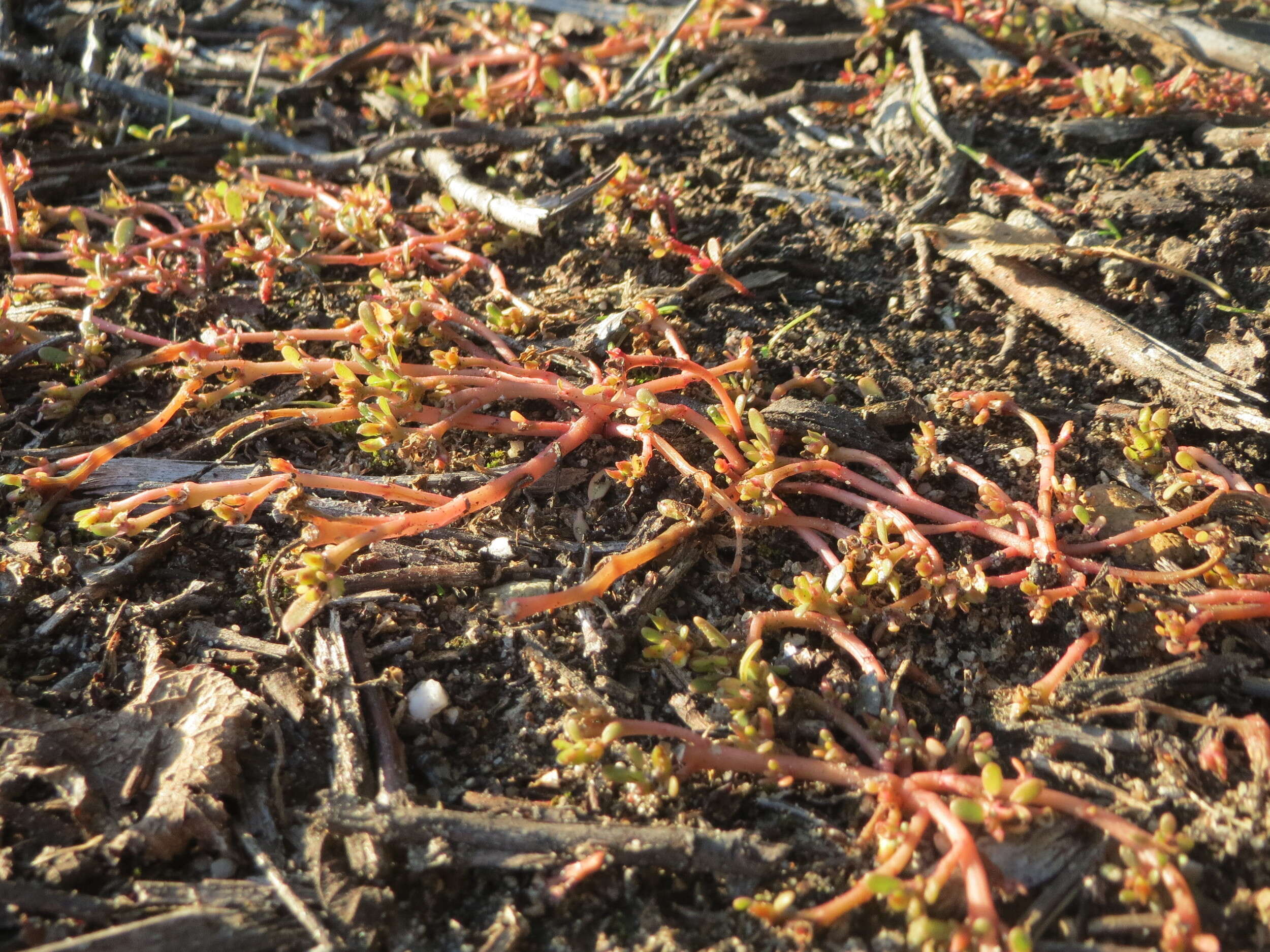 Image of common purslane