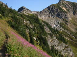 Image of Narrow-Leaf Fireweed