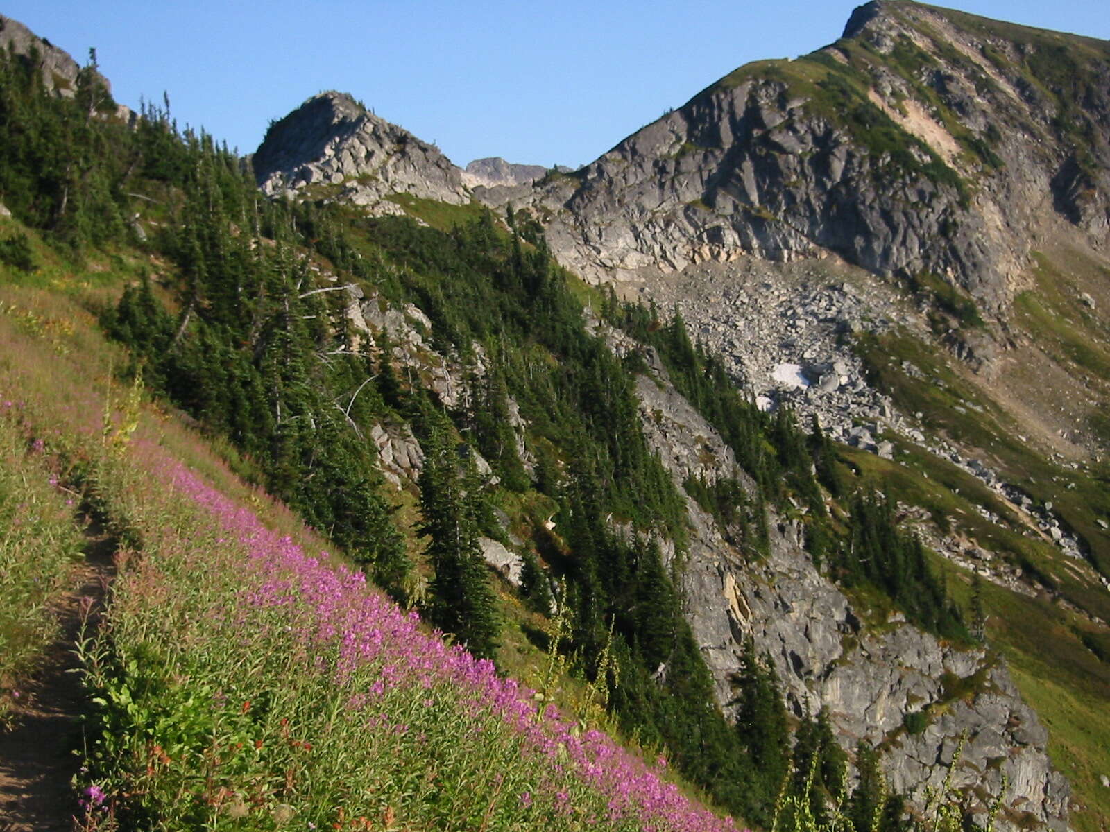 Image of Narrow-Leaf Fireweed