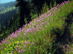 Image of Narrow-Leaf Fireweed