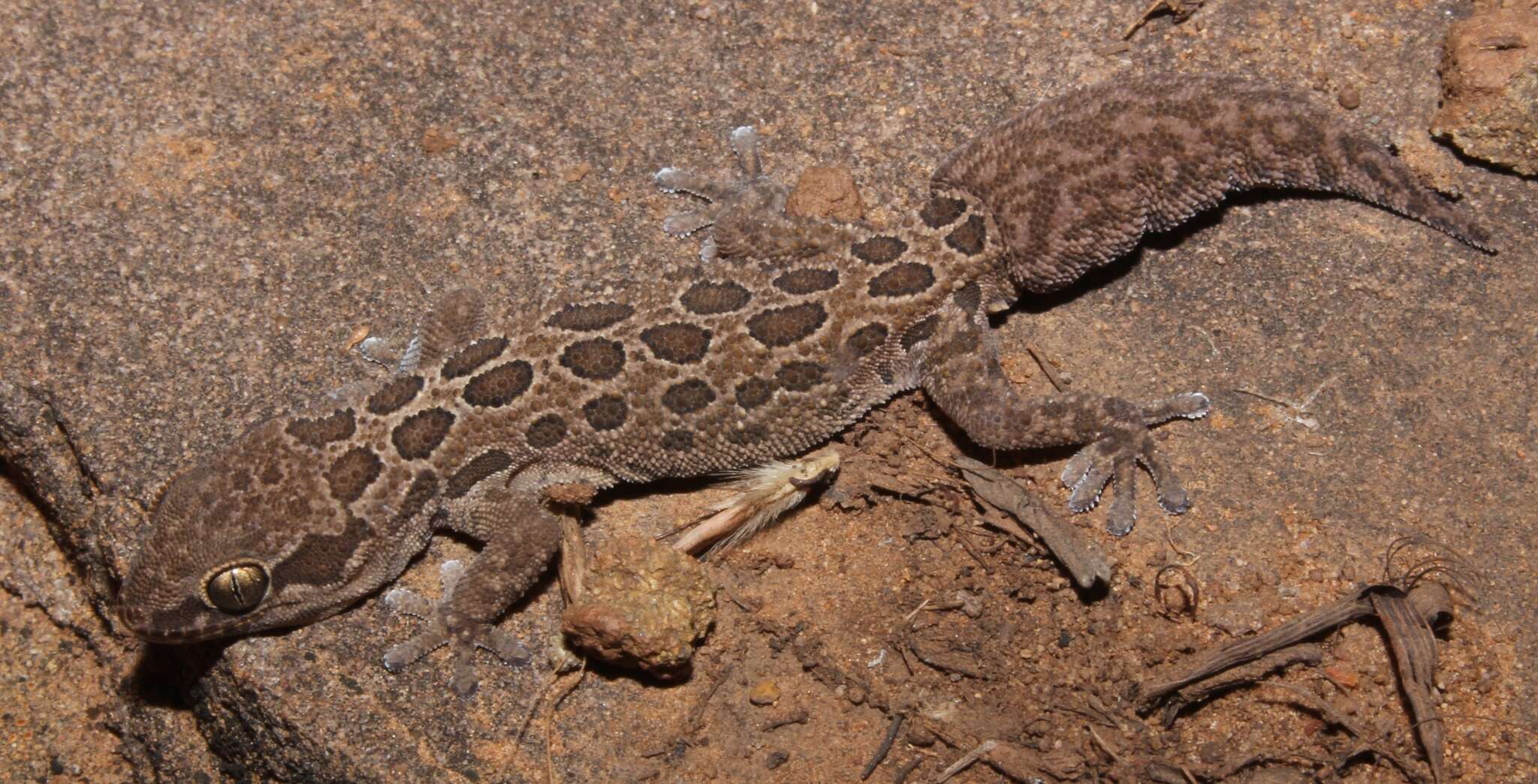 Image of Inland Thick-toed Gecko