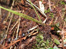 Plancia ëd Athyrium arisanense (Hayata) Tag.