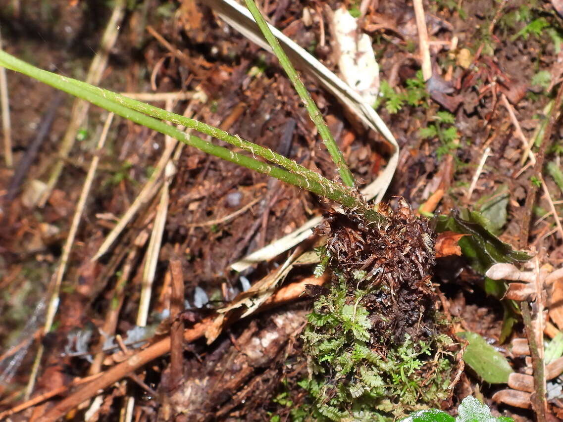 Plancia ëd Athyrium arisanense (Hayata) Tag.