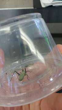 Image of Black-horned Tree Cricket