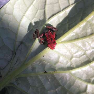 Image of Andean Poison Frog