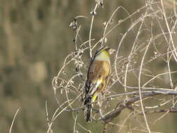 Image of Grey-capped Greenfinch