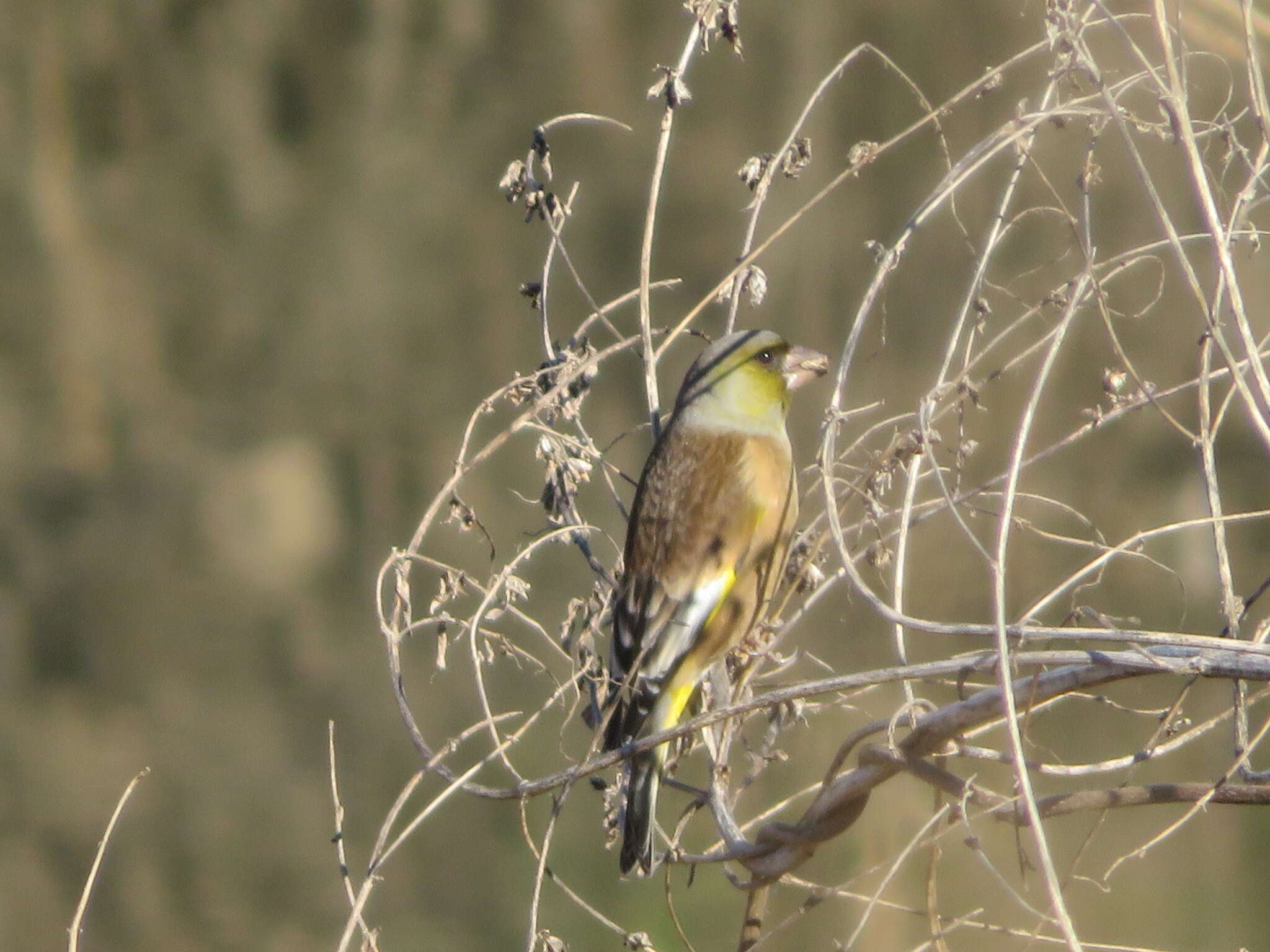 Image of Grey-capped Greenfinch