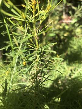 Image of woodland tickseed