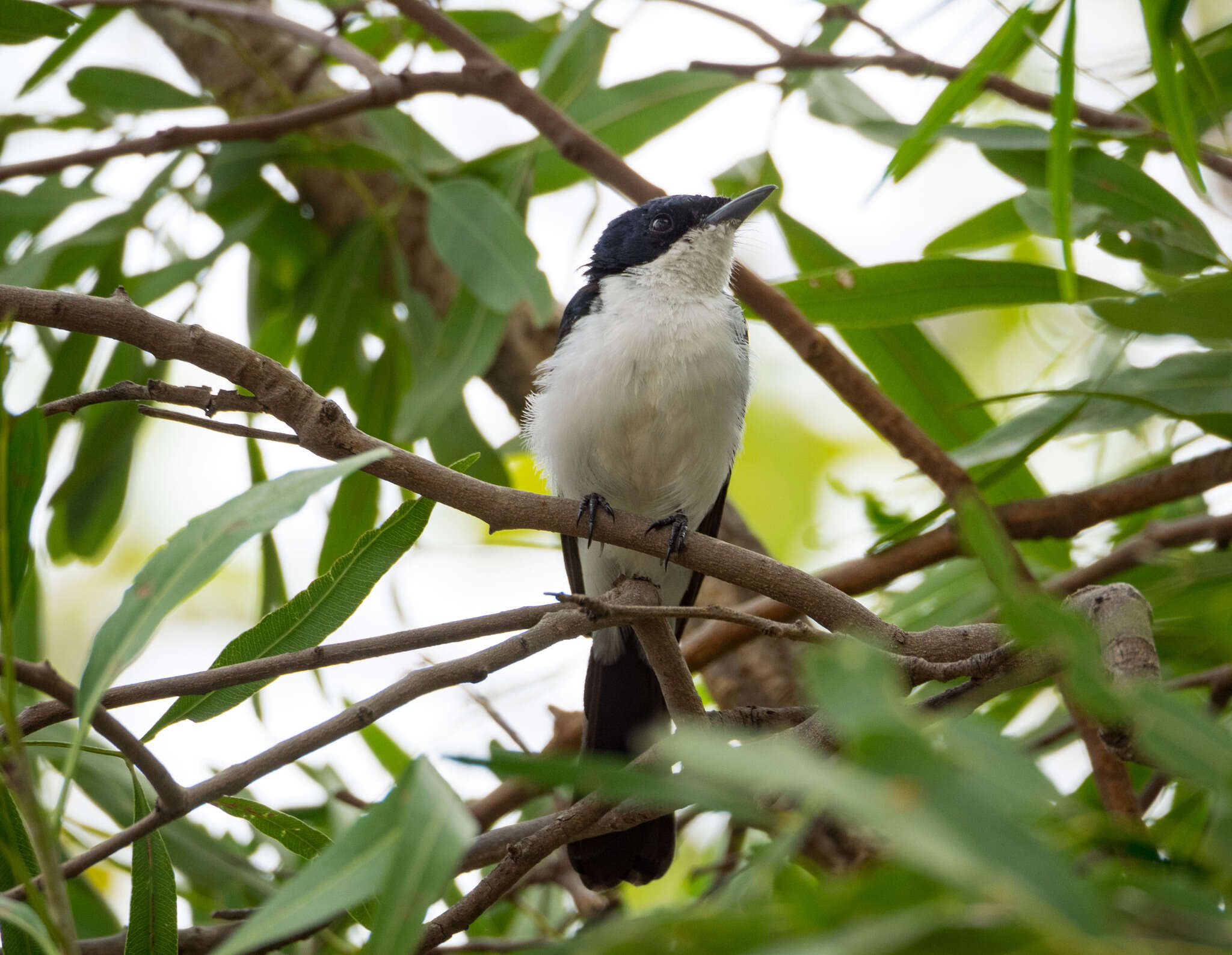 Imagem de Myiagra nana (Gould 1870)