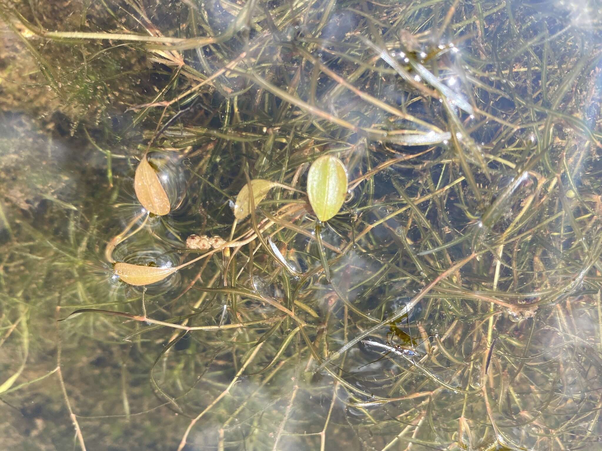 Image of Vasey's pondweed