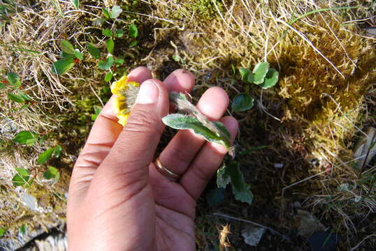 Image of Kjellman's groundsel