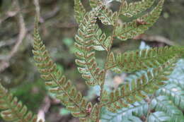 Image de Polystichum biaristatum (Bl.) Moore