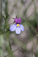 Image of Butterfly lobelia