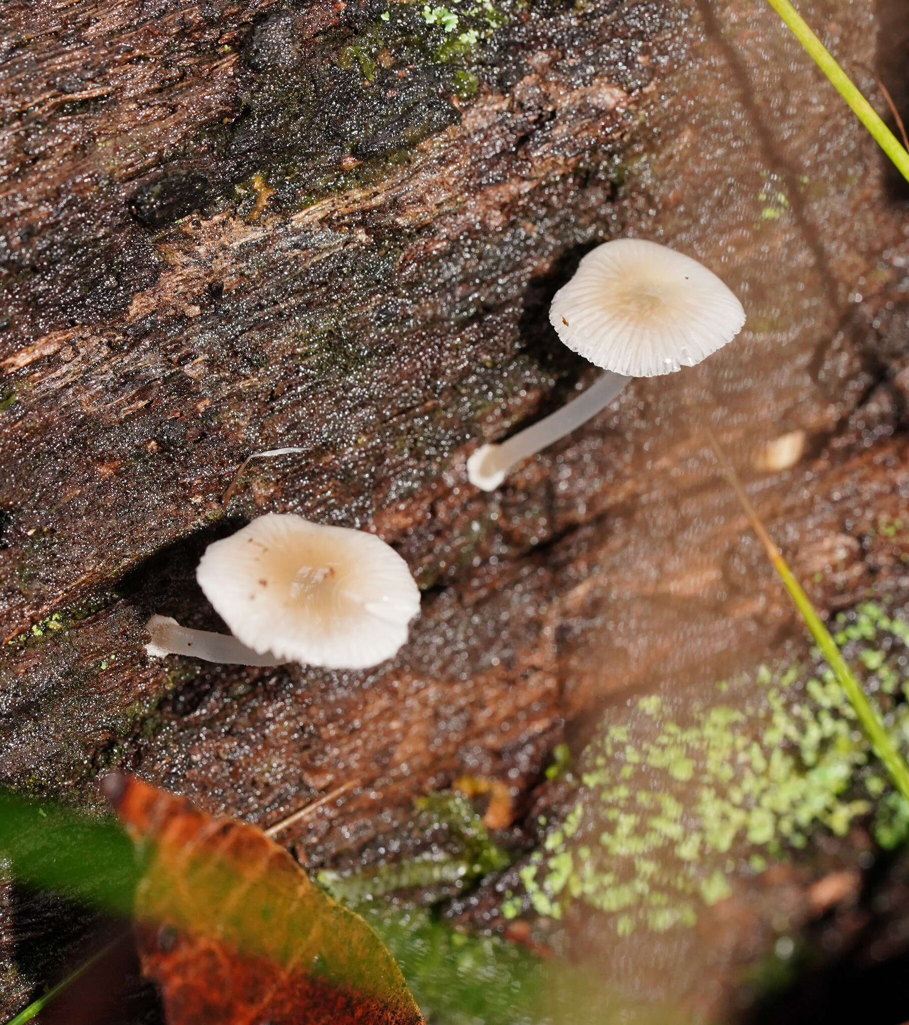 صورة Mycena fumosa Grgur. 2003