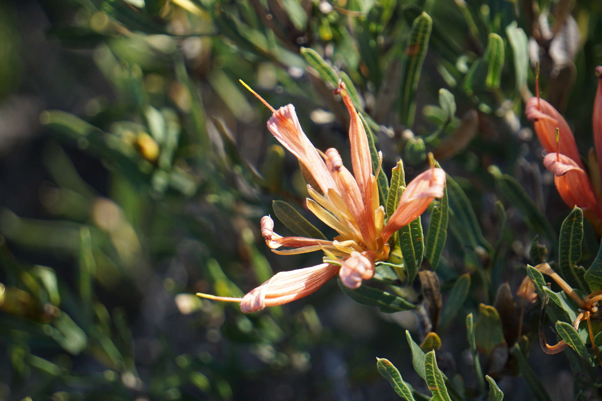 Image of Lambertia multiflora Lindl.