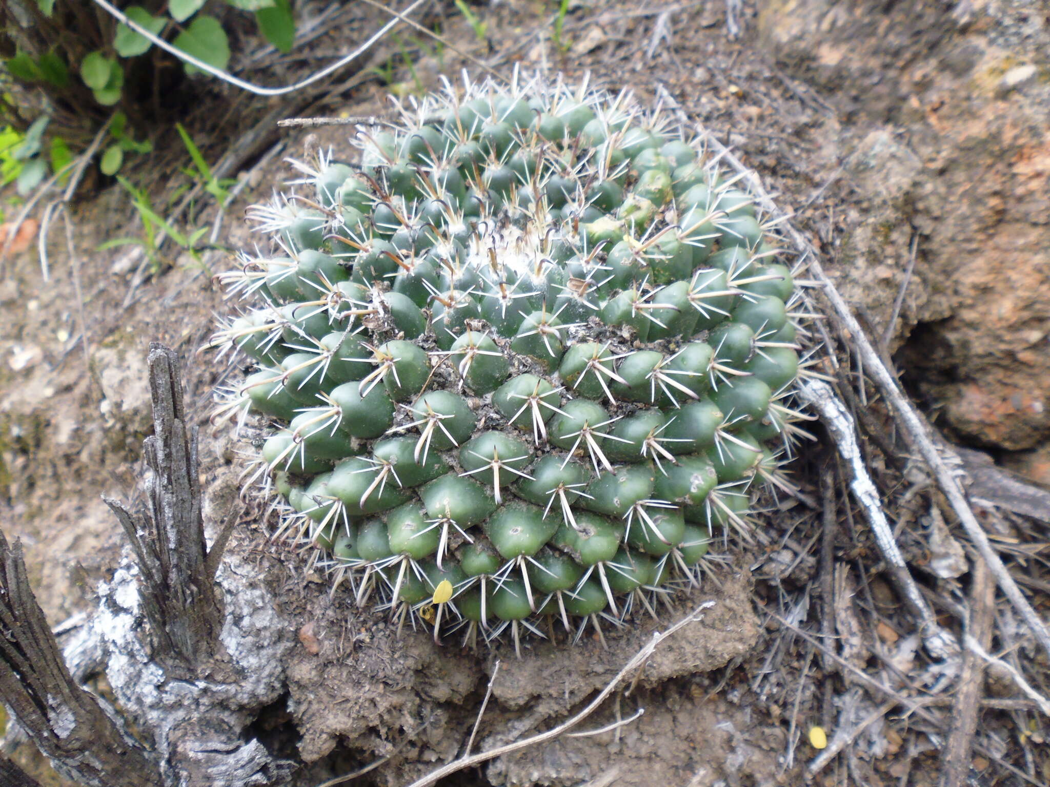 Image of Mammillaria uncinata Zucc. ex Pfeiff.