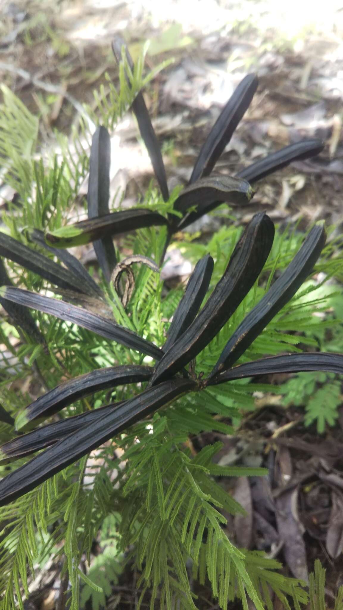 Image of Alantsilodendron villosum (R. Vig.) Villiers