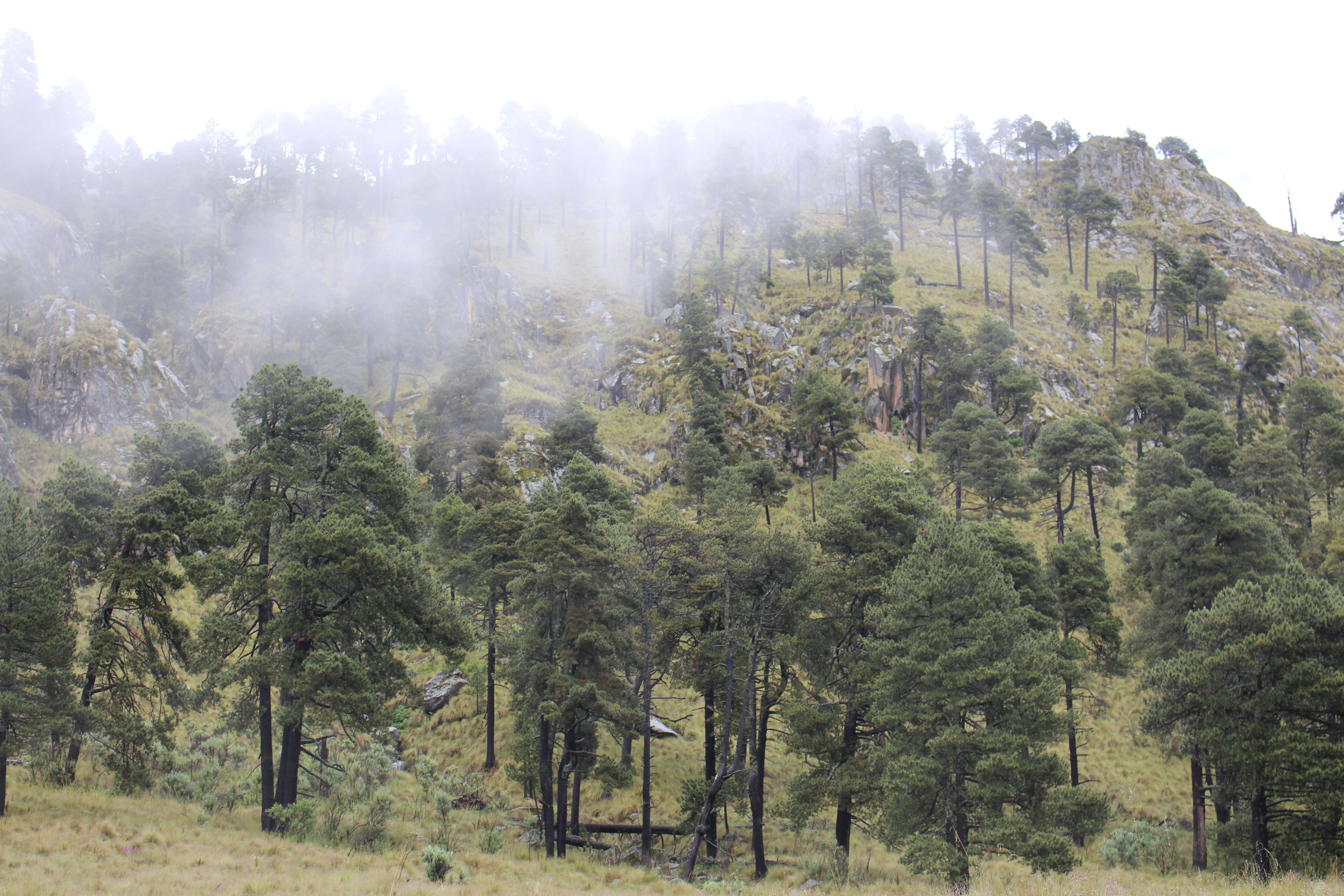 Image of Hartweg's Pine