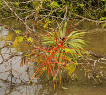 Image de Tillandsia adpressiflora Mez