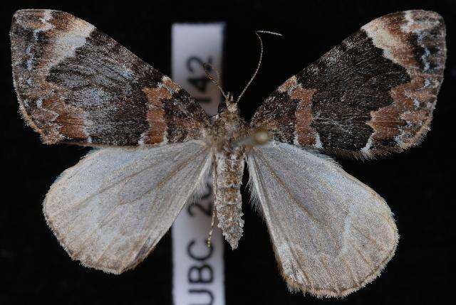 Image of Dark Marbled Carpet