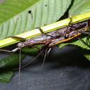 Image of Anisomorpha paromalus Westwood 1859