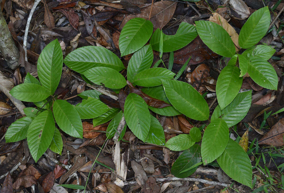 Image of Tetracera nordtiana F. Müll.