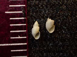 Image of Odostomia turricula Dall & Bartsch ex Arnold 1903