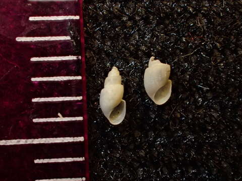 Image of Odostomia turricula Dall & Bartsch ex Arnold 1903