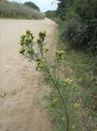 Слика од Tagetes minuta L.