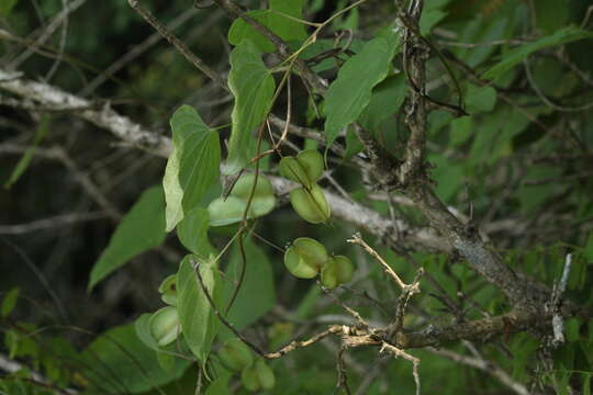 Dioscorea caucasica Lipsky的圖片