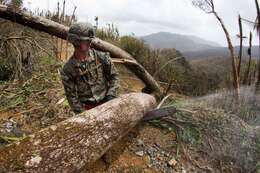 Image de Ceiba