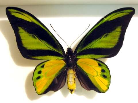 Image of Chimaera Birdwing