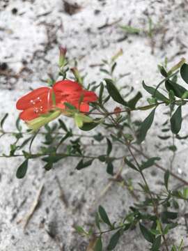 Image of scarlet calamint