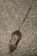 Image of spiny pocket mouse