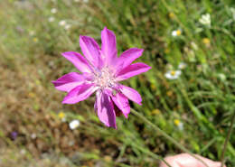 Image of Knautia orientalis L.