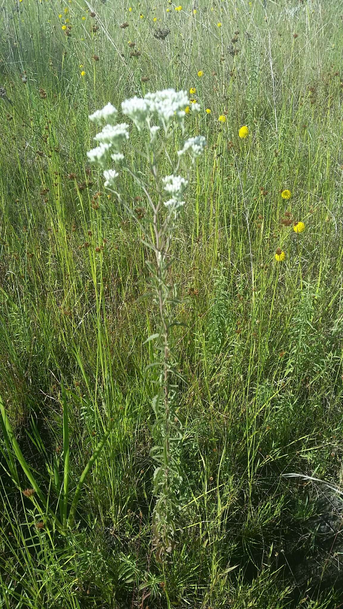 Imagem de Eupatorium mohrii E. Greene