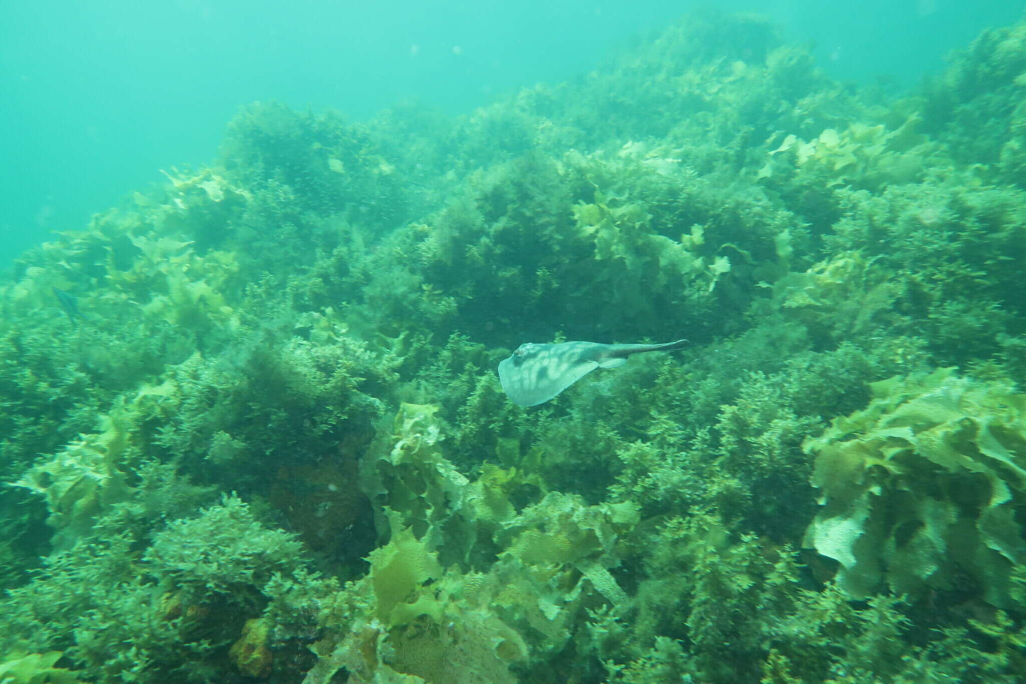 Image of Coastal stingaree