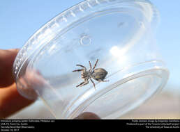 Image of Jumping Spiders